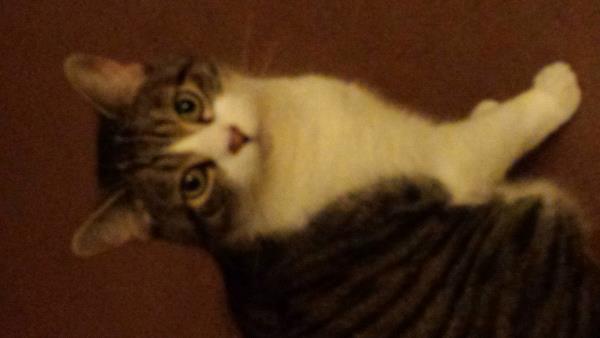 /images/uploads/griffin pond animal shelter/loveyourpet2018/entries/6595thumb.jpg